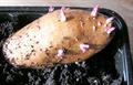 Potato
